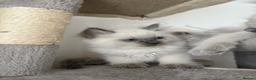 Ragdoll cats for sale: Blue point Ragdolls - Advert 8