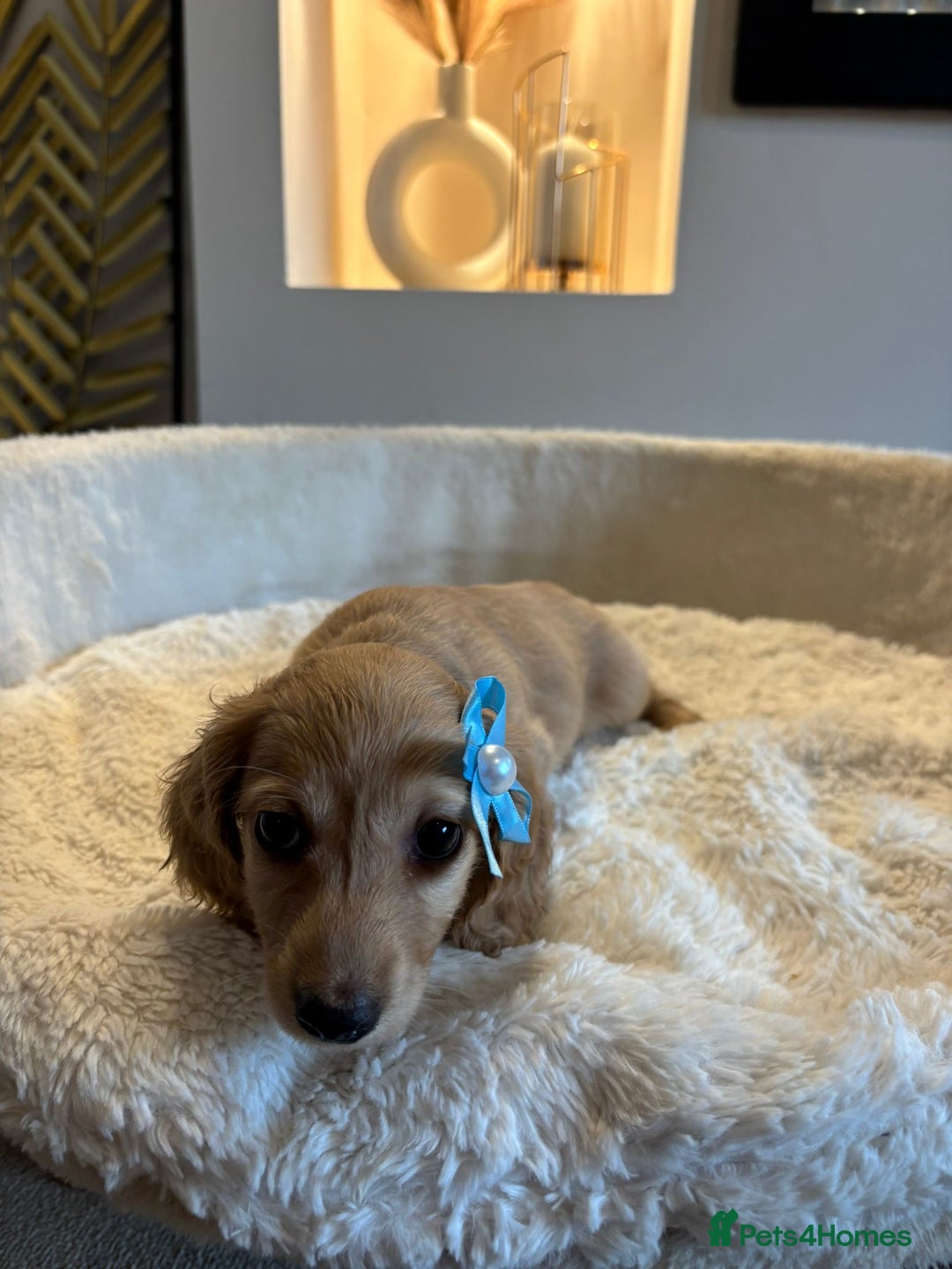 Miniature Dachshund dogs for sale: Long hair cream mini dachshund puppies 30th july in Liverpool - Image 18