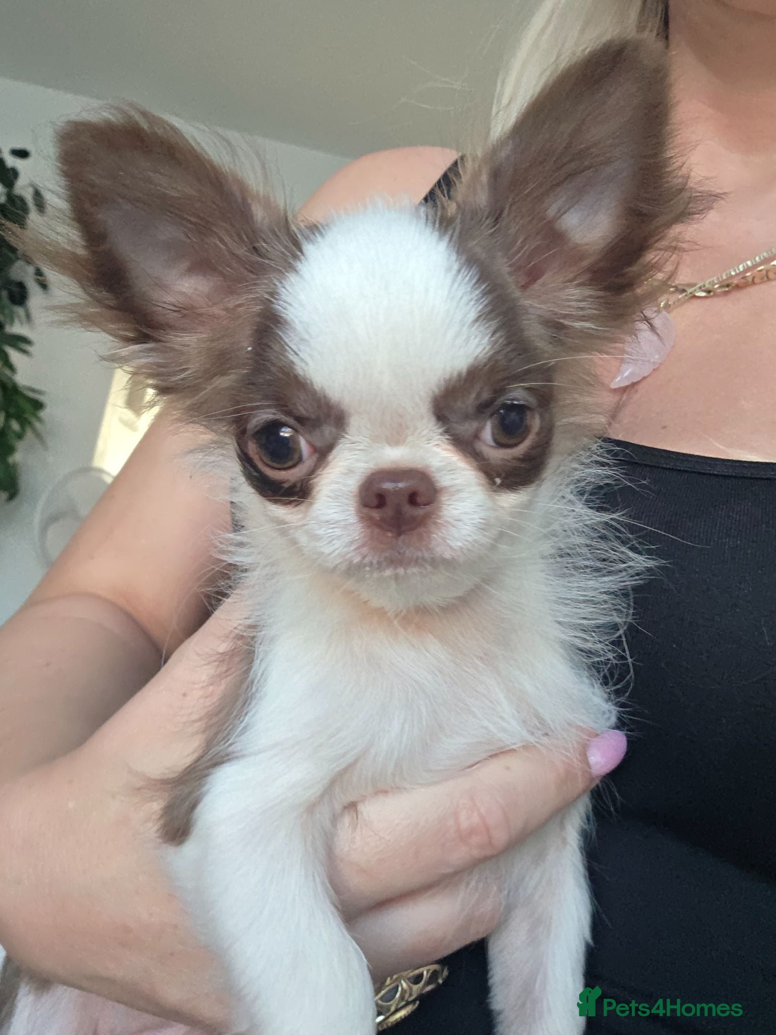Chihuahua dogs Two quality boys long hair  - Advert 1