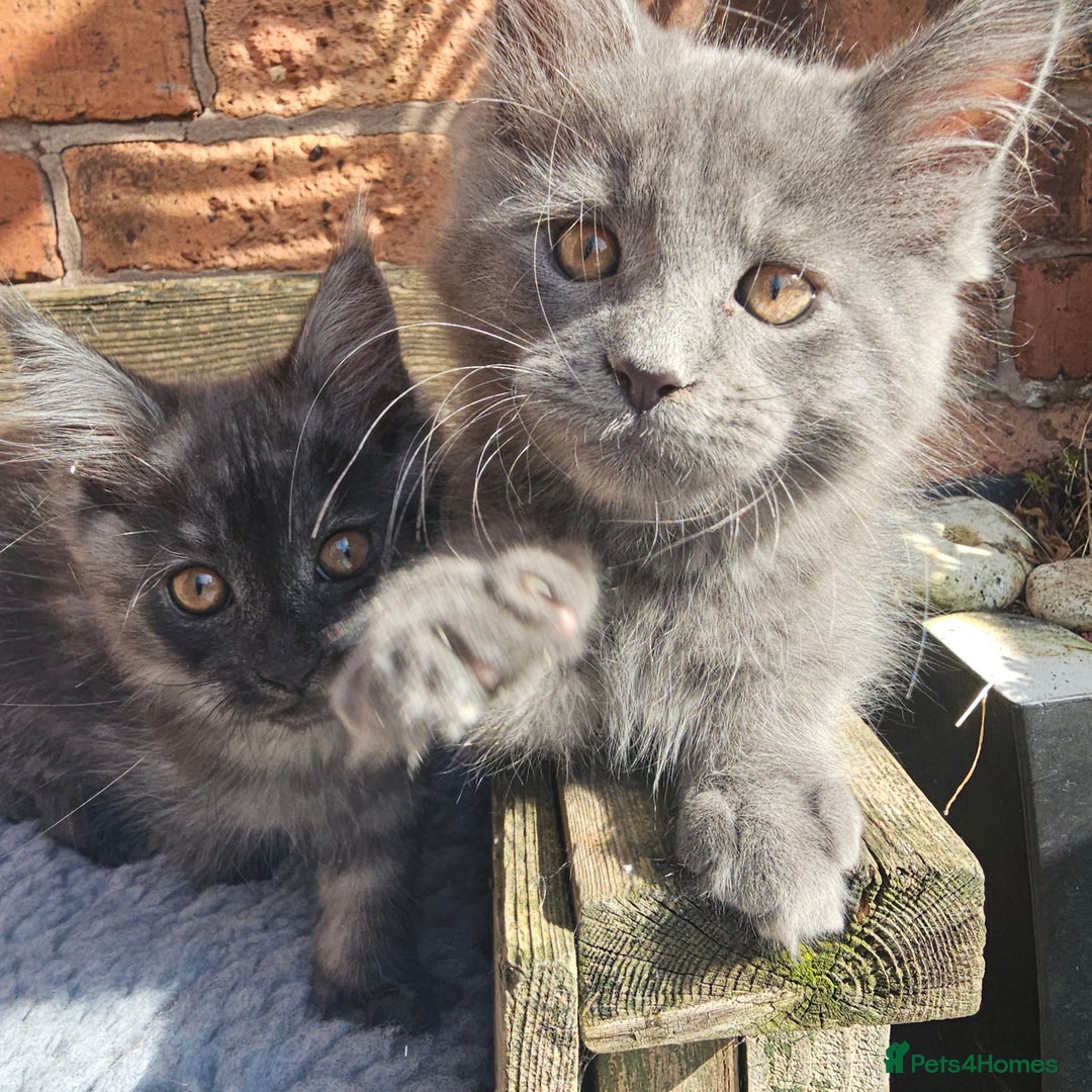 Maine Coon cats for sale: *PRICE DROP* ONLY 1 GIRL LEFT!!! *READY NOW* GCCF! in Alfreton - Image 15