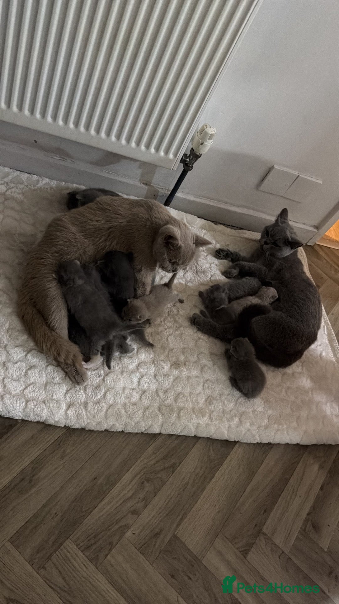 British Shorthair cats Beautiful British Shorthair Girls💜🐾 - Advert 3