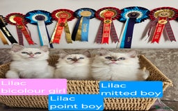Ragdoll cats for sale: GCCF REGISTERED PEDIGREE RAGDOLL KITTENS - Image 6