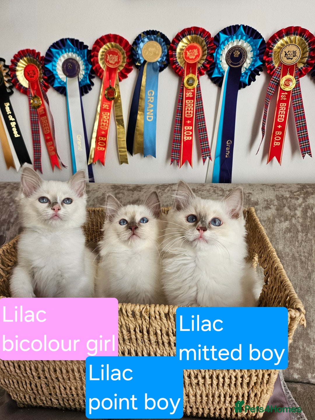 Ragdoll cats for sale: GCCF REGISTERED PEDIGREE RAGDOLL KITTENS - Image 6