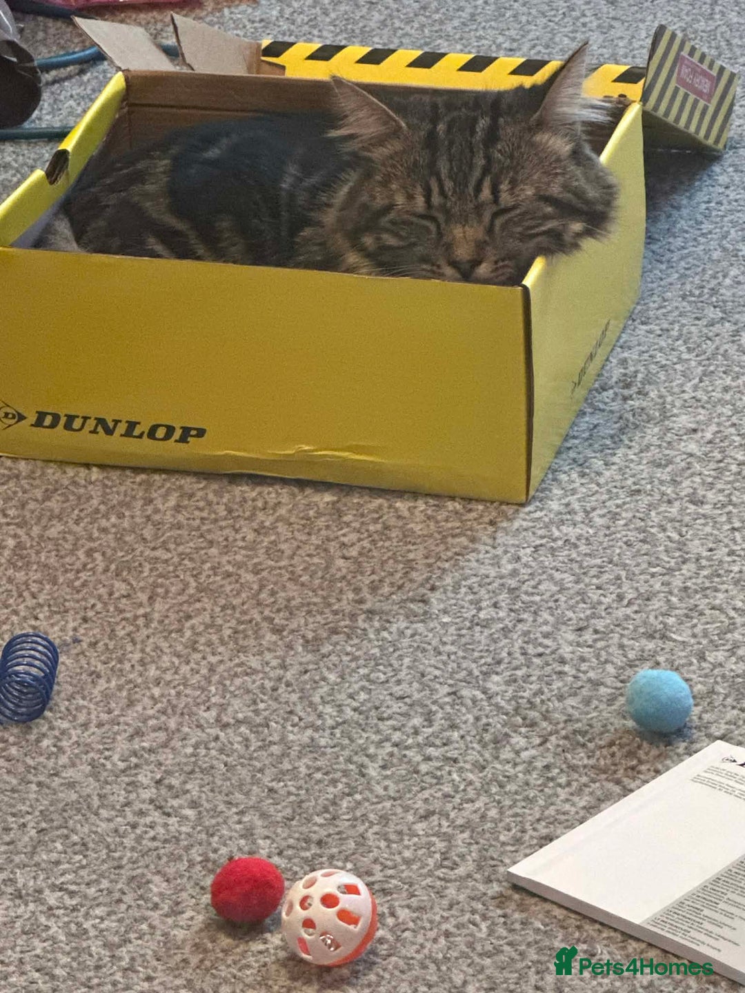 Mixed Breed cats for sale: Main coon cross  - Advert 1