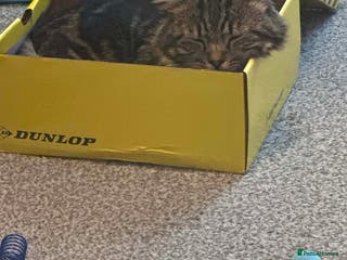 Mixed Breed cats Main coon cross - Advert 1