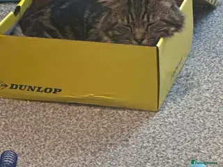 Mixed Breed cats Main coon cross - Advert 18