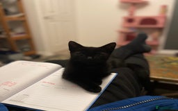 Domestic Shorthair cats for sale: Meet Skraps – Your New Snuggle Buddy! 🖤 - Image 4