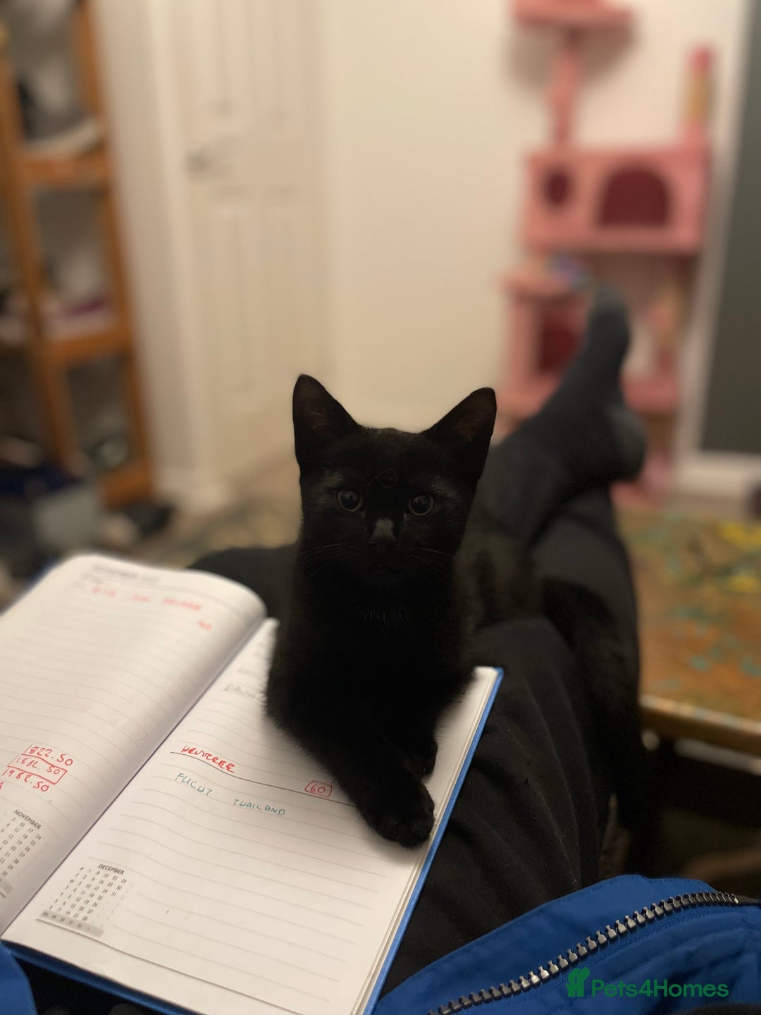 Domestic Shorthair cats for sale: Meet Skraps – Your New Snuggle Buddy! 🖤 - Image 4