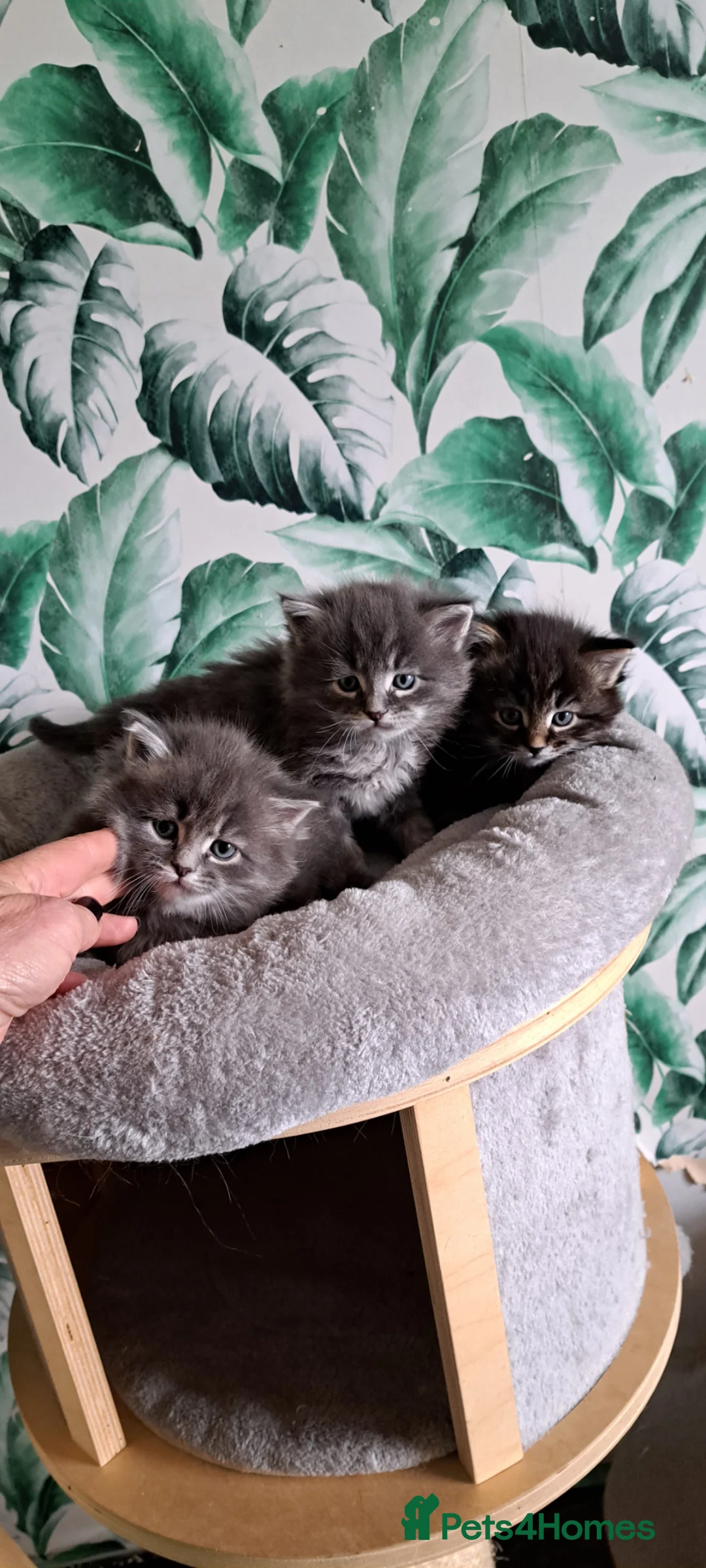 Siberian cats for sale: Pedigree healthtested Classic Siberian litter - Advert 1