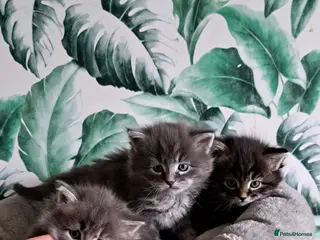Siberian cats for sale: Pedigree healthtested Classic Blue Smoke Siberians - Advert 1