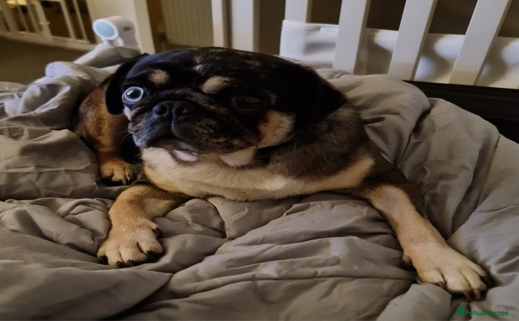 Pug dogs - Advert 1