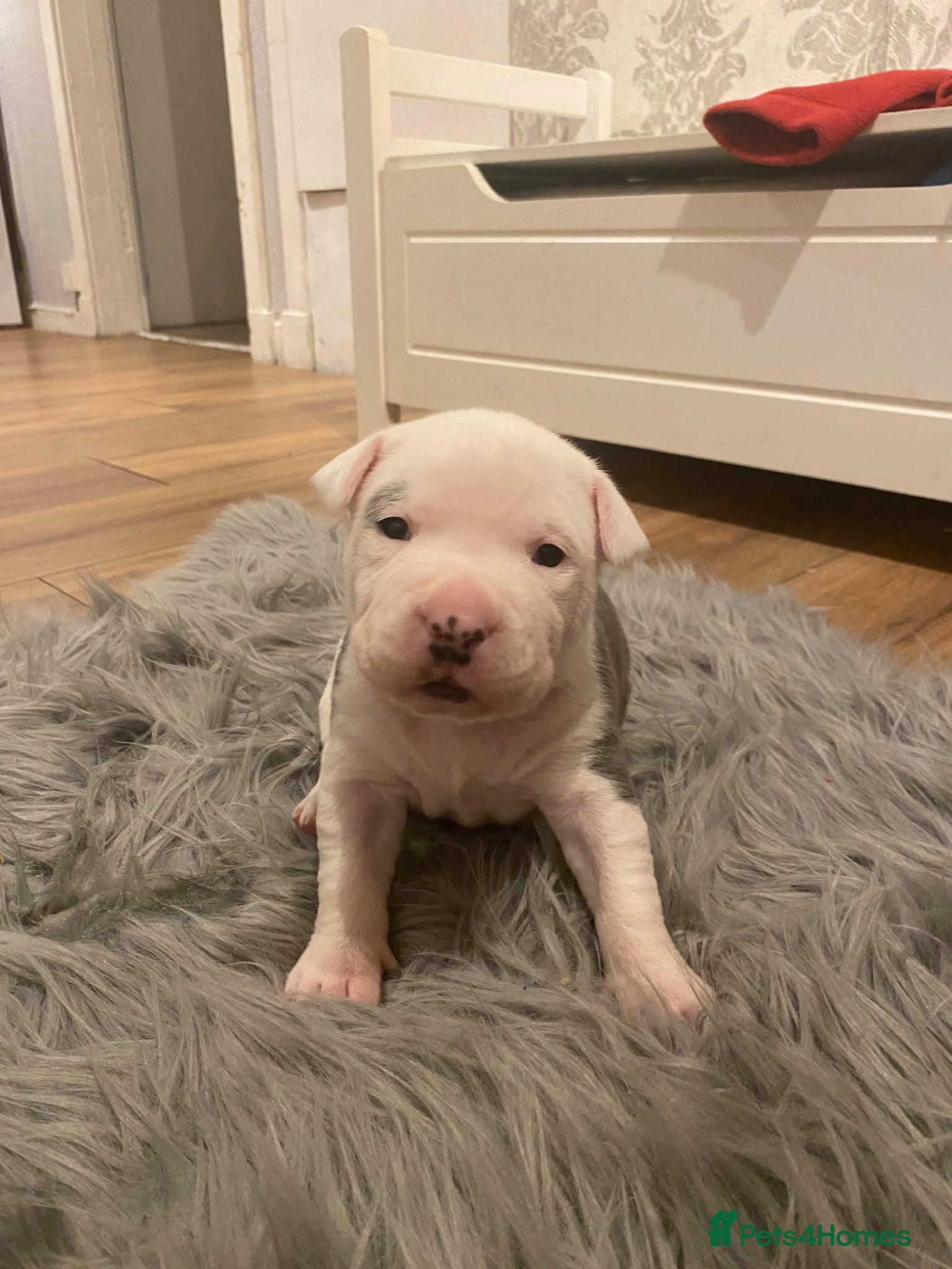 Staffordshire Bull Terrier dogs Puppy’s for sale staffy blue and white  - Advert 1