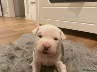 Staffordshire Bull Terrier dogs Puppy’s for sale staffy blue and white - Advert 1