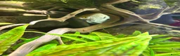 Angelfish fish for sale: Aquarium full set  - Advert 12