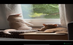British Shorthair cats for sale: Beautiful British shorthair kittens  - Image 4