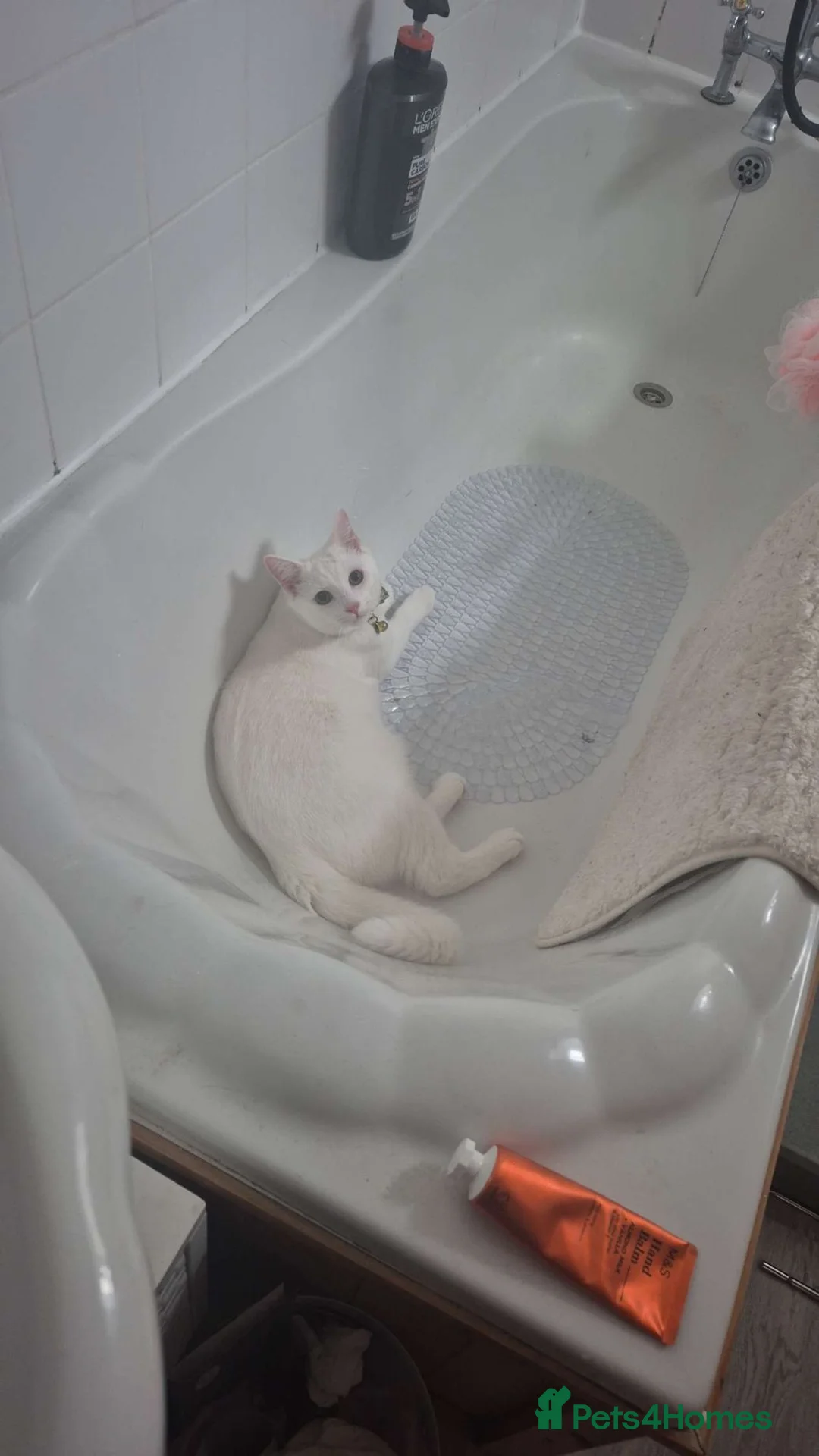 Mixed Breed cats for sale: Milo and arlo. Must go as a pair - Advert 14
