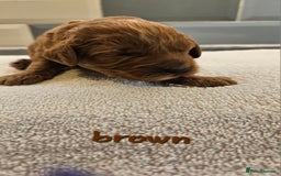 Cockapoo dogs for sale: Beautiful PRA F1B puppies - Image 17