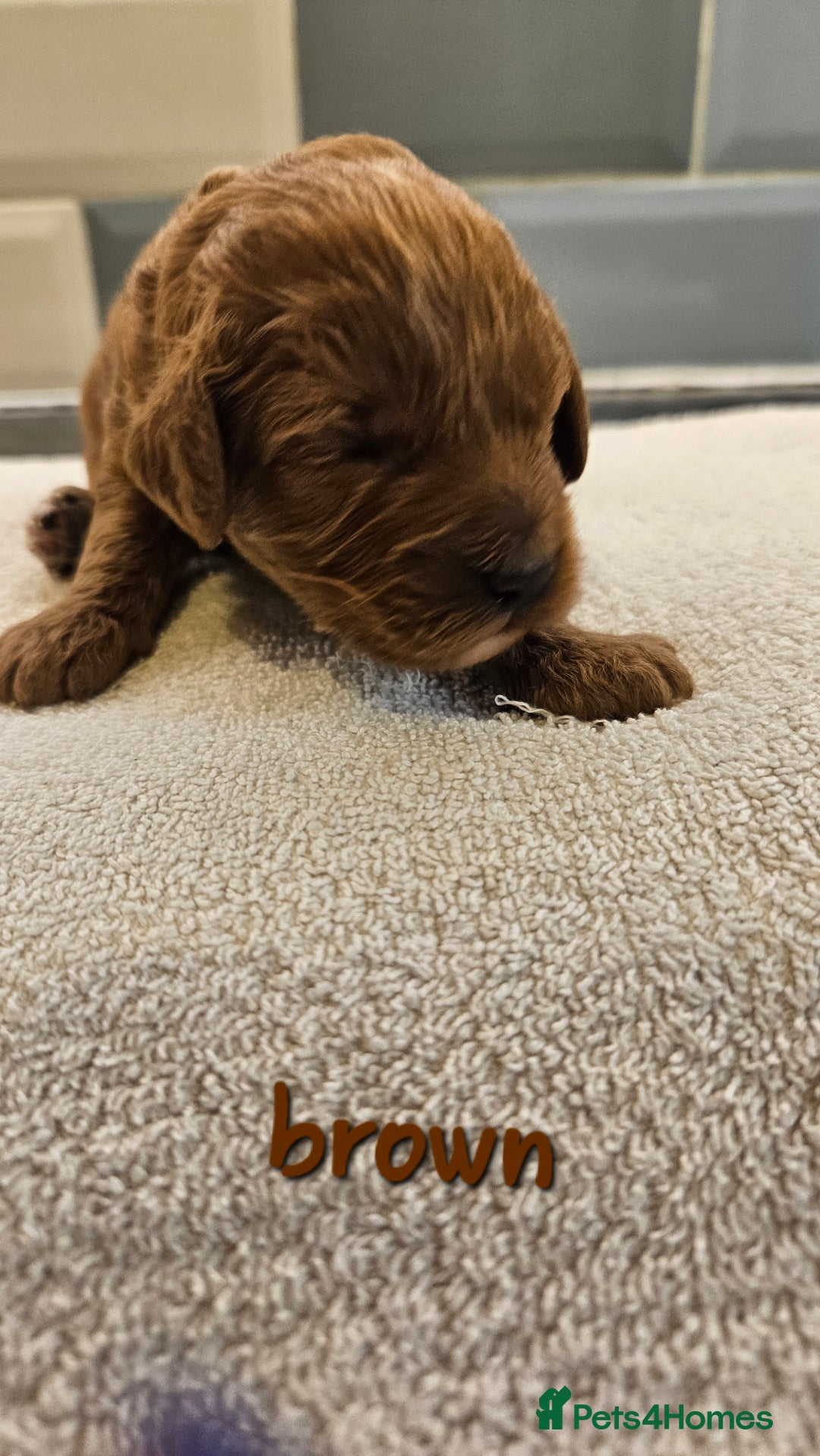 Cockapoo dogs for sale: Beautiful PRA F1B puppies - Image 17
