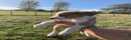Welsh Collie dogs for sale: Welsh sheepdog puppies for sale  - Advert 7