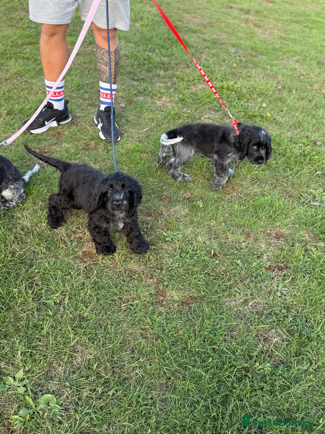 Cocker Spaniel dogs for sale: Awaiting viewings - Image 15