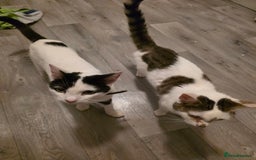 Mixed Breed cats for sale: Two male cats - Image 12