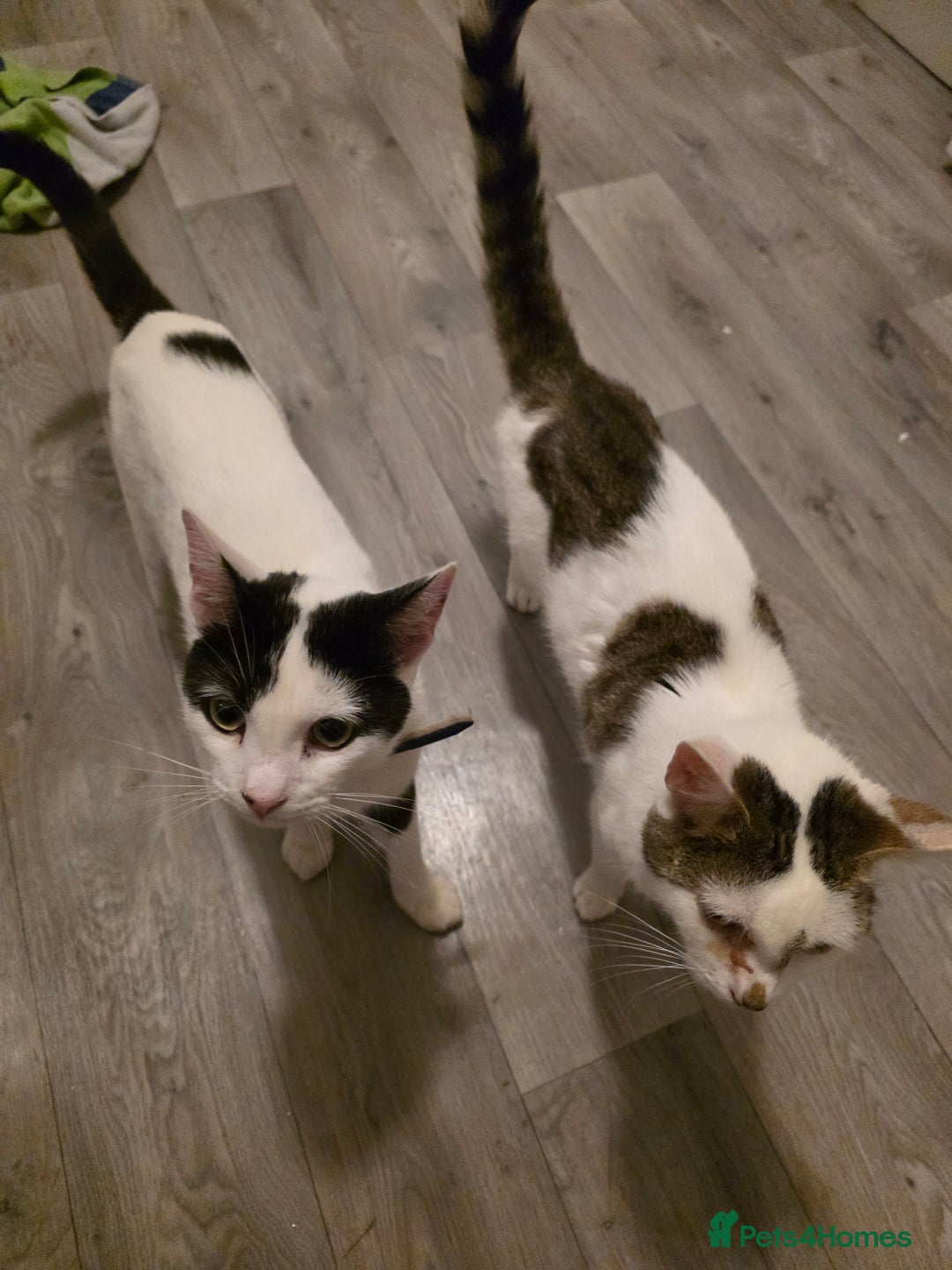 Mixed Breed cats for sale: Two male cats - Image 12