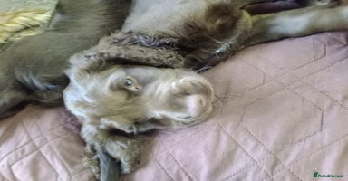 Cocker Spaniel dogs - Advert 3
