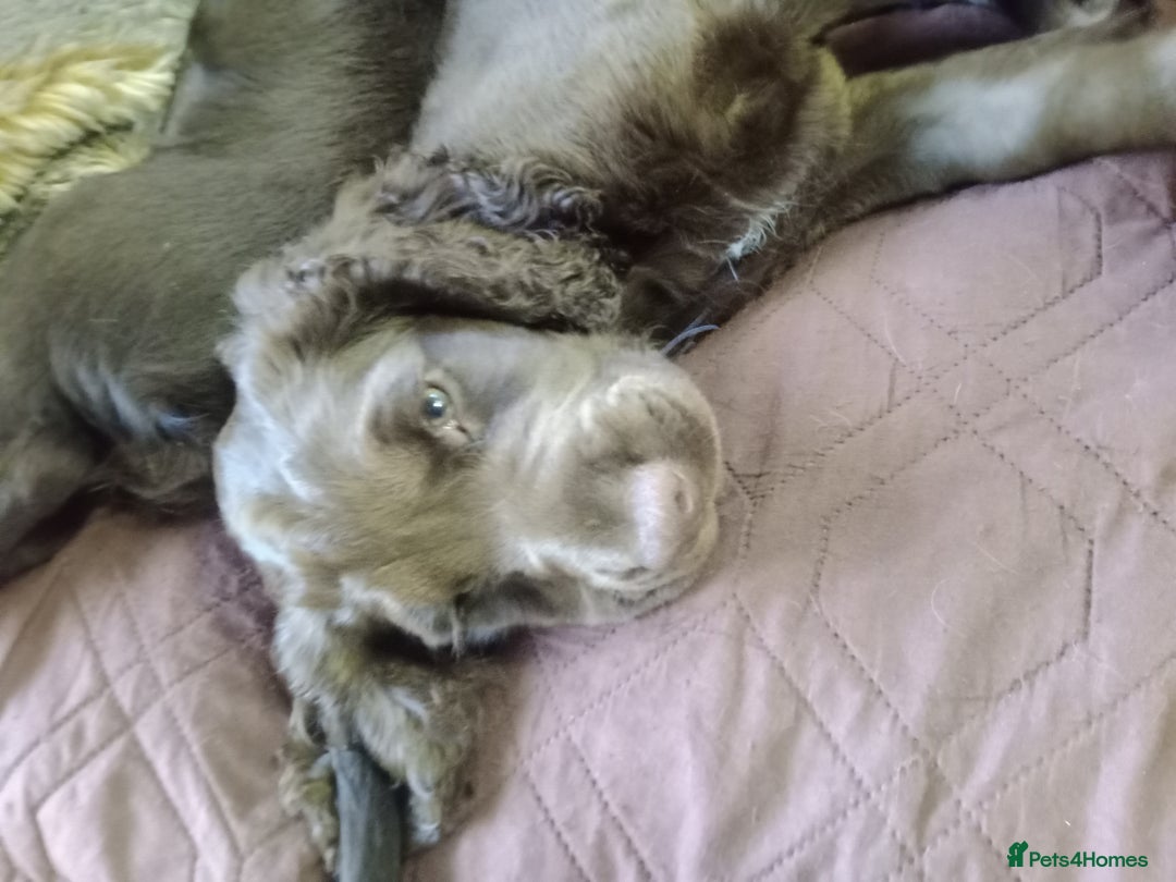 Cocker Spaniel dogs for sale: Female cocker spaniel pups  - Image 2