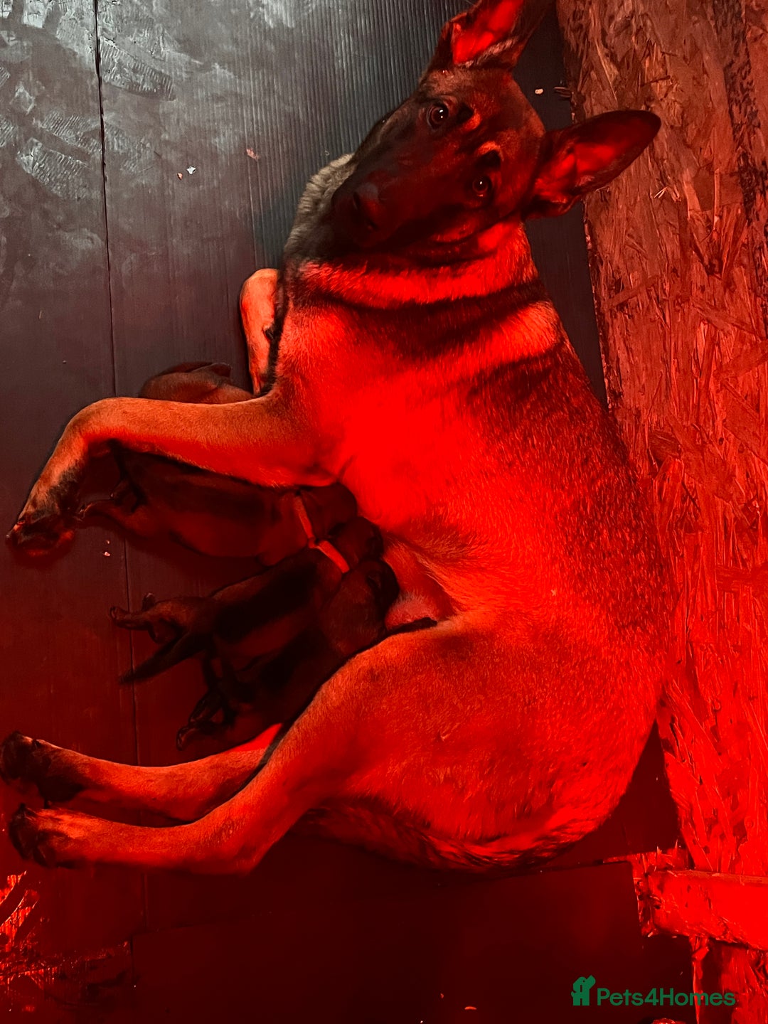 Belgian Shepherd Dog dogs for sale: Belgian shepereds puppies  - Image 1