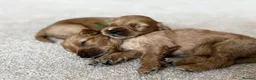 Cockapoo dogs for sale: Cockapoo puppies 3 Girls available  - Advert 21