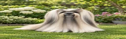 Lhasa Apso dogs for sale: KC reg Fabulous male Lhasa apso pra clear - Advert 3