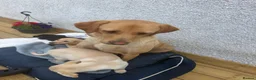 Labrador Retriever dogs for sale: Labrador retriever  in Strathaven - Advert 1