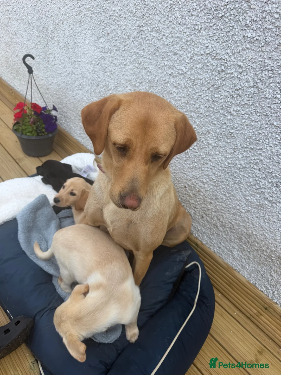 Labrador Retriever dogs for sale: Labrador retriever  in Strathaven - Advert 1