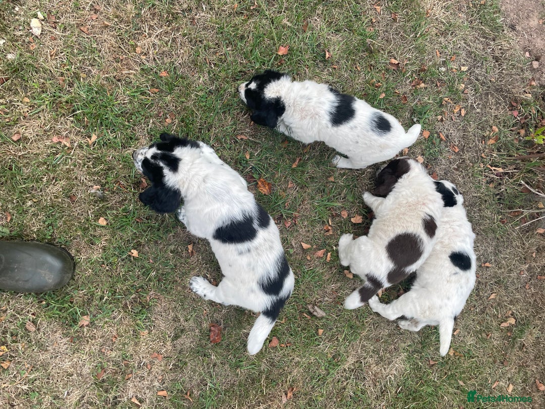 Sprocker dogs for sale: 5x gorgeous sprocker spaniel puppies for sale - Image 2