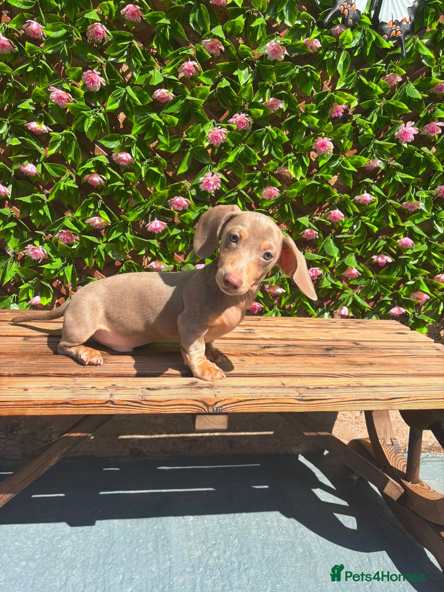 Dachshund dogs READY NOW FULLY VAX MINI 2 BOYS KC REG PRA CLEAR - Advert 1
