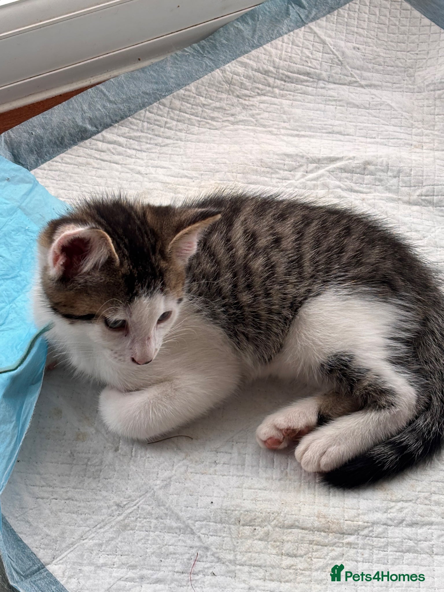 Mixed Breed cats READY NOW - ONLY 2 LEFT 6 beautiful kittens.  - Advert 2