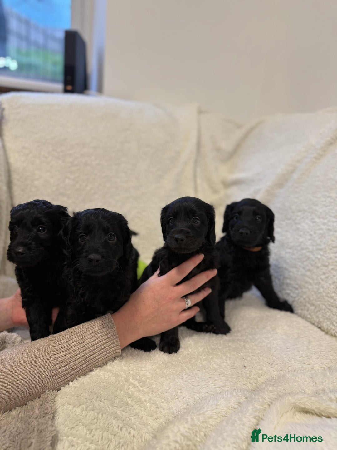 Cockapoo dogs for sale: 4 beautiful F2 Boy Cockapoos  - Advert 3