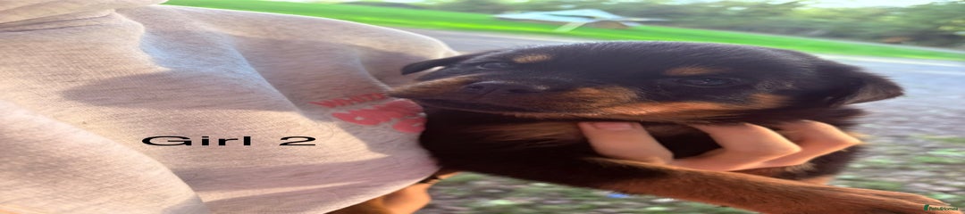 Rottweiler Puppy 2