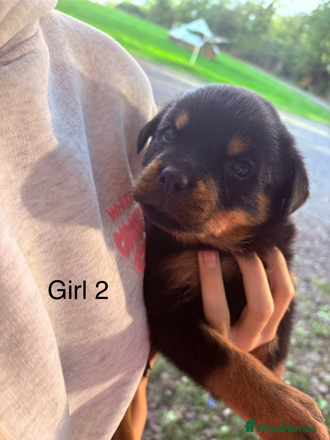 Rottweiler dogs for sale: Beautiful Rottweiler Pups, Ready this week! - Image 5