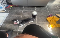 Shih Tzu dogs for sale: Male pup  - Image 3