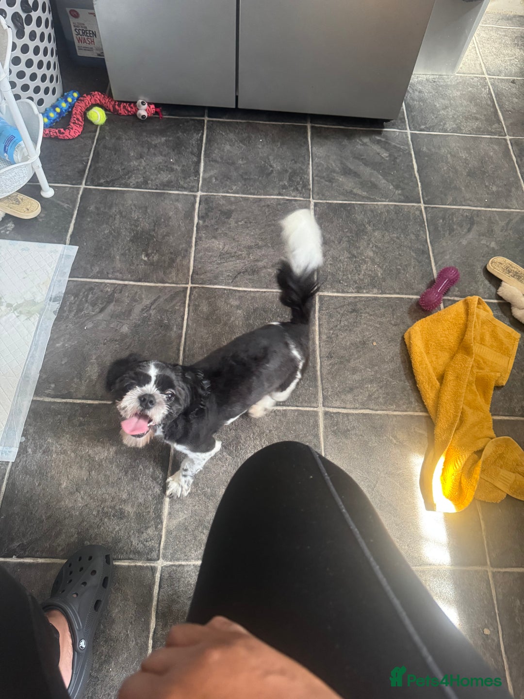 Shih Tzu dogs for sale: Male pup  - Image 3