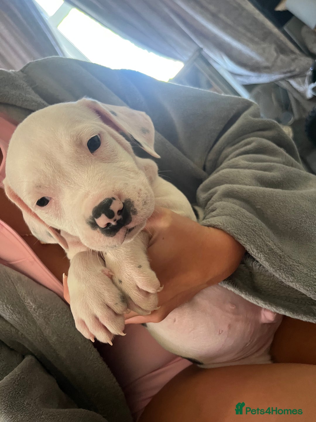 Mixed Breed dogs for sale: American bull dogs cross staffy - Image 14
