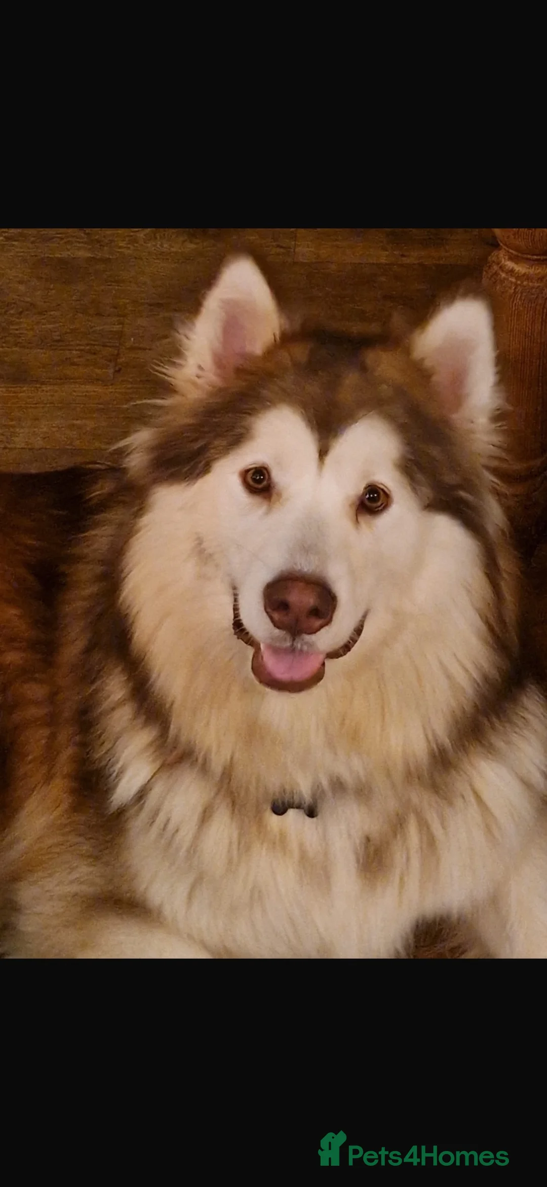 Alaskan Malamute dogs for sale: Litter due  in Tring - Advert 1