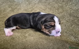 Beagle dogs for sale: 2 Beagle Girl Pups left -(KC Reg), Champ Bloodline - Image 18