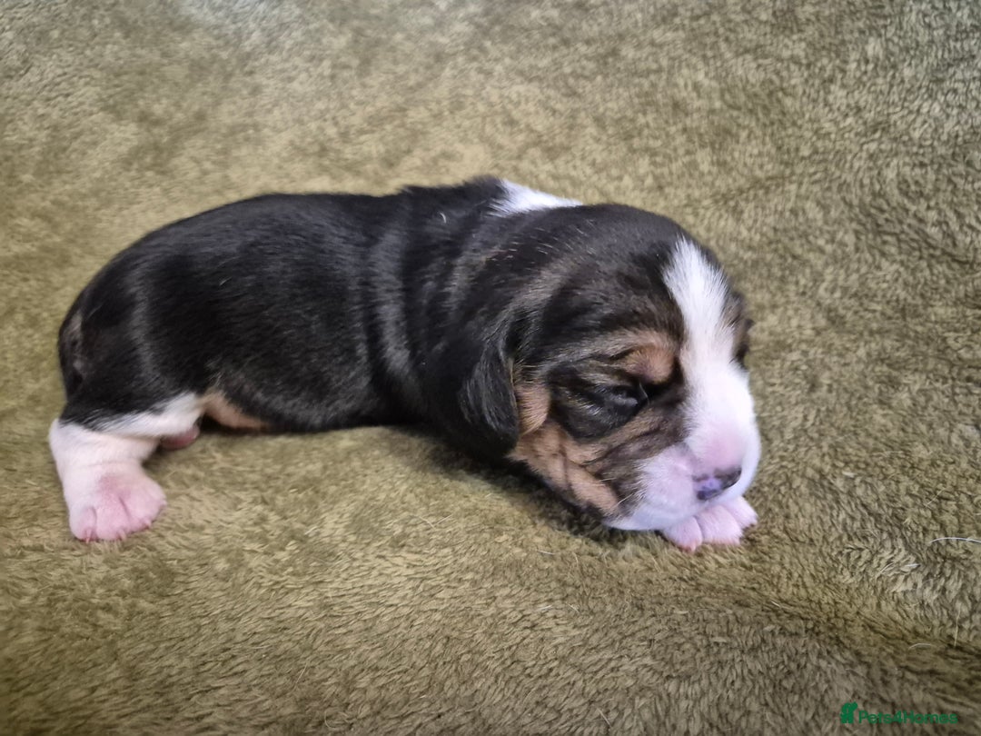 Beagle dogs for sale: 2 Beagle Girl Pups left -(KC Reg), Champ Bloodline - Image 18