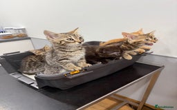 Bengal cats for sale: Gorgeous Bengal / Persian X kittens - Image 5
