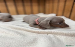 Miniature Dachshund dogs for sale: 5⭐️ Licensed. Kc registered tiny mini Daxis  - Image 1