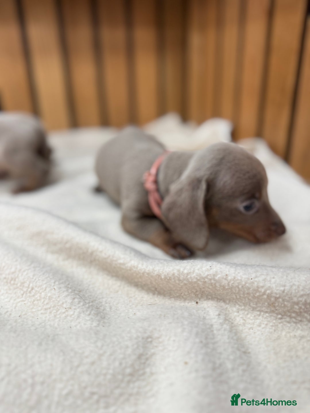 Miniature Dachshund dogs for sale: 5⭐️ Licensed. Kc registered tiny mini Daxis  - Image 1