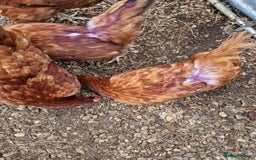 Chickens poultry for sale: Rhode Island Hybrids - Image 5