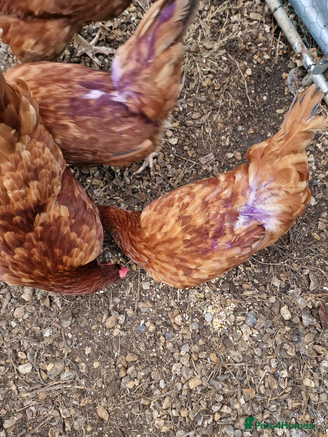 Chickens poultry for sale: Rhode Island Hybrids - Image 5
